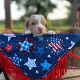 Freedom - Red merle male Miniature Australian Shepherd puppy in Doddridge, Arkansas from Huddleston Farm