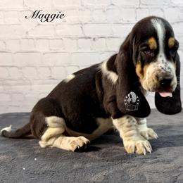 Kiss Me - Black white and brown female Basset Hound puppy in Dingess, West Virginia from Tuckers' Howling Hounds