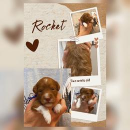 2nd Pick - Red  male Goldendoodle puppy in Huntsville, Alabama from Falcon Ridge Doodles