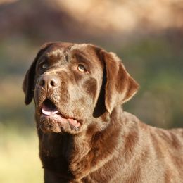 Terra Cotta - Labrador Retriever