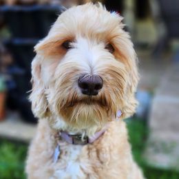 Sunny - Australian Labradoodle