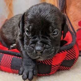 Brown collar - Black brindle male Cane Corso puppy in Franktown, Colorado from Earth and Ship Cane Corso