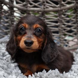 Basil - Black and tan male Dachshund puppy in Tampa, Florida from EntityDachs