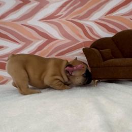 Charm - Fawn female French Bulldog puppy in Riverview, Florida from The Frenchie Lady Co.