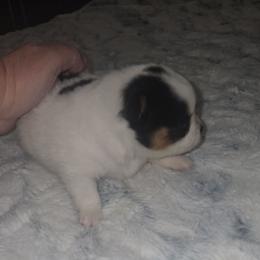 Mabry - Black and tan parti male Pomeranian puppy in Angleton, Texas from Pomeranian Palace, LLC
