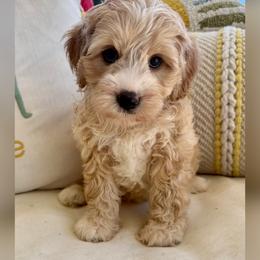 Jasper - Red male Australian Labradoodle puppy in Sacramento, California from Delta Breeze Labradoodles