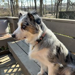 Bella - Miniature Australian Shepherd