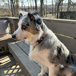 Bella - Miniature Australian Shepherd