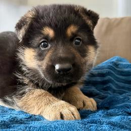Black and Tan Male 2 - Black and tan male German Shepherd puppy in Tafton, Pennsylvania from Pocono GSD