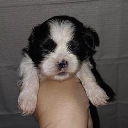 Poe - Black and white male Shih Tzu puppy in Arcadia, Florida from Kitsune Cuddles and kisses