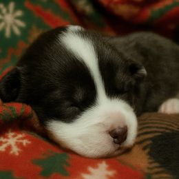 Spice - Black and white female Cardigan Welsh Corgi puppy in Kerens, West Virginia from Leather & Lace