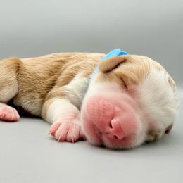Maple - female Australian Mountain Doodle puppy in Chattanooga, Tennessee from River City Doodles TN