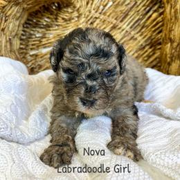Nova - Merle female Labradoodle puppy in Grove, Oklahoma from Guinn Family Farms