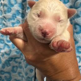 AKC Ace - White male Siberian Husky puppy in Centreville, Maryland from Huskies By the Bay