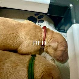 Red Collar - Golden male Golden Retriever puppy in Tulsa, Oklahoma from Triple J Goldens, LLC