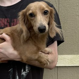 Willow - Dachshund