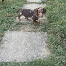 Beau - Dapple male Dachshund puppy in Crossville, Tennessee from Golden Mini Farm
