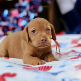 Honor - Golden rust female Vizsla puppy in Bloomington, Indiana from Envizion