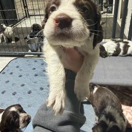 Treasure - Liver and white male English Springer Spaniel puppy in Ogilvie, Minnesota from V.V. Berg Kennels