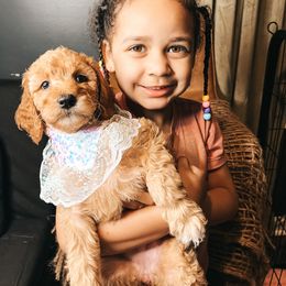 Goldendoodle Puppies from The Doting Doodle