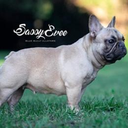 Bulldogs and French Bulldogs from Blue Bully Allstars