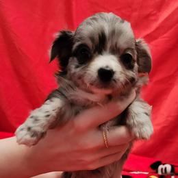 Ivy - Merle female Chihuahua puppy in Chesapeake, Virginia from Elsbeth's Chihuahuas