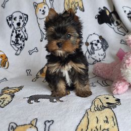 Lily - Black and tan female Yorkshire Terrier puppy in Bartlesville, Oklahoma from Chracy's yorkie babies