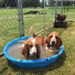 Basset Hounds from Barnes Basset Hounds