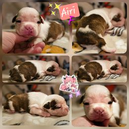 AIRI - Seal and white female Boston Terrier puppy in Boston, Massachusetts from Boston Collections