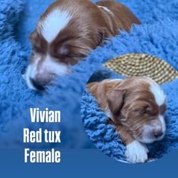 Vivianne - Red  female Goldendoodle puppy in Pine Grove, California from Lundee Doodles