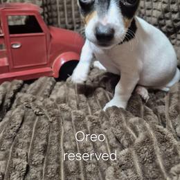 Pup 1 - White and black female Teddy Roosevelt Terrier puppy in Murray, Kentucky from Froschwald German Shepherds and Xanadu Teddy Roosevelt Terriers