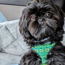 Shih Tzus from Mark's AKC Shih Tzus