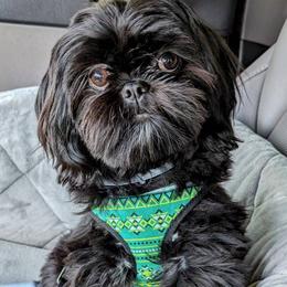 Shih Tzus from Mark's AKC Shih Tzus