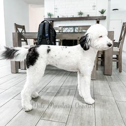 Mira - Sheepadoodle