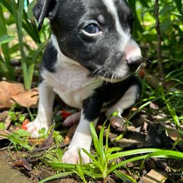 Olive - Black and white Rat Terrier puppy in Haiku, Hawaii from Haiku Rat Terriers