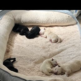 Scottish Terrier Puppies from Kirsten KREJCIK
