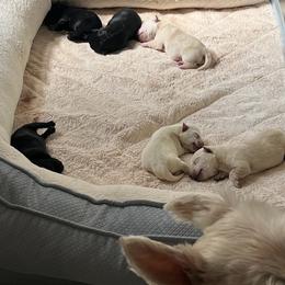 Scottish Terrier Puppies from Kirsten KREJCIK