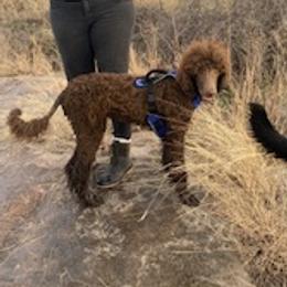 Kieko - Poodle