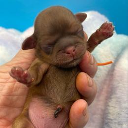 Amber- orange collar - Chocolate and tan female Shih Tzu puppy in Clarksburg, West Virginia from Pilgrim Shih tzu