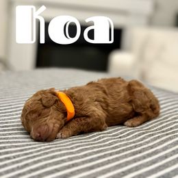 Koa - Orange Collar Male - Red Australian Labradoodle puppy in Whittier, California from Rouxdle Douxdle