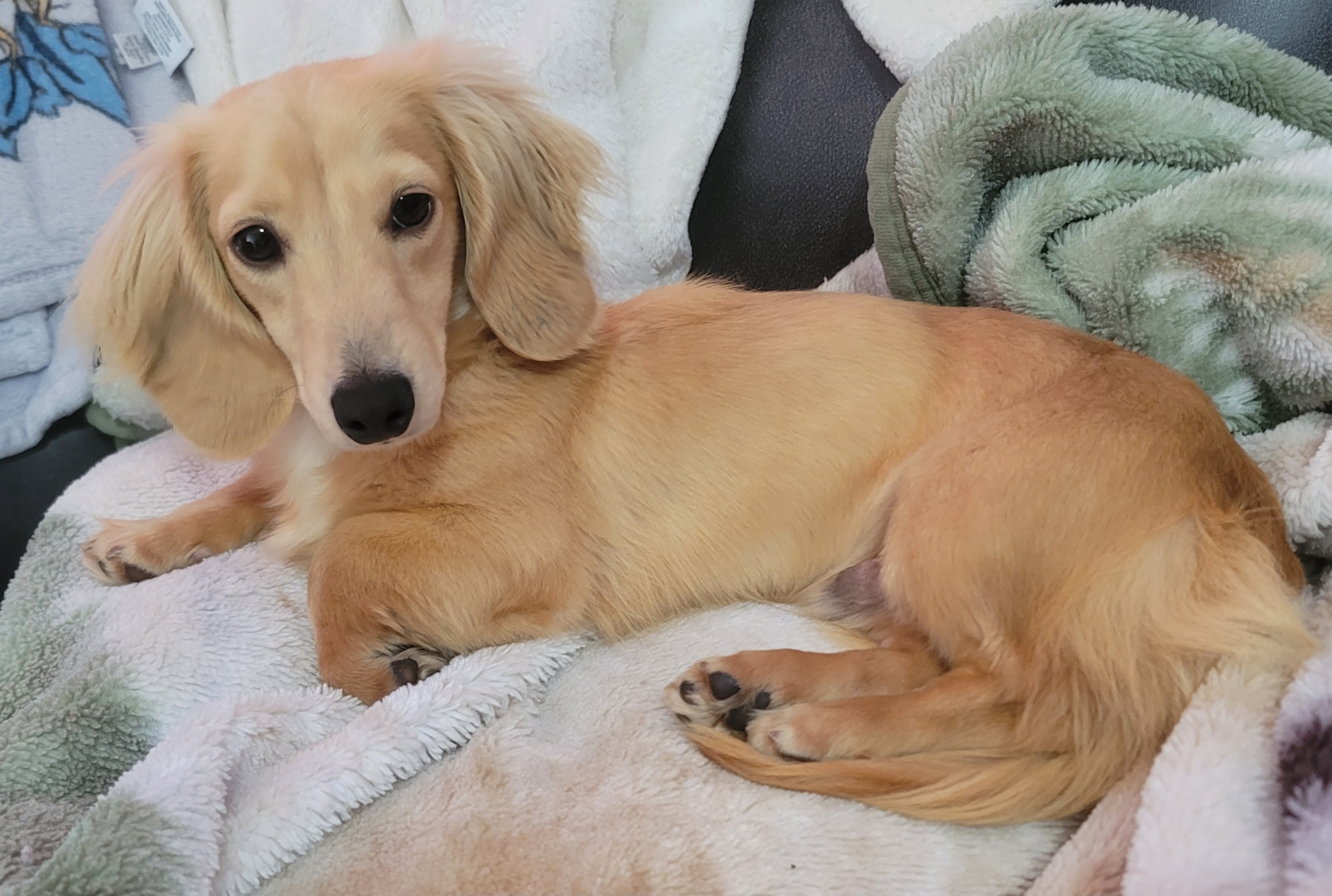 REIGN - Dachshund