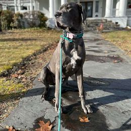 River - Great Dane