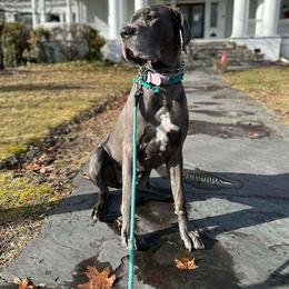 River - Great Dane