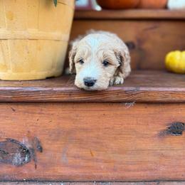 Doughnut - Cream male Goldendoodle puppy in Jacksonville, Florida from Dandelion Doodles