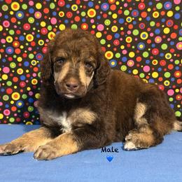 Blue - Brown male Poodle puppy in Houma, Louisiana from Smart Azz Poodles