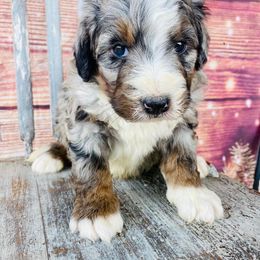 Aussiedoodle and Bernedoodle Puppies from North Mountain Doodles