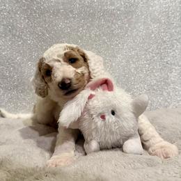 Girl 2 - female Goldendoodle puppy in Temecula, California from Doodle Dreams
