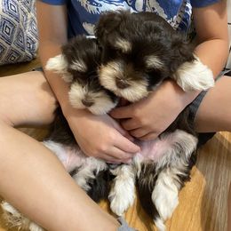 Havanese Puppies from Coco’s Puppies