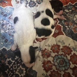 Papillon Puppies from Wendy’s Wings