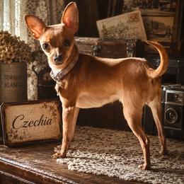 Chia - Prague Ratter